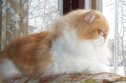 red and white bicolor male persian