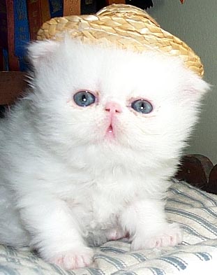 GC NYMews Giovanni Catsanova as a baby kitten