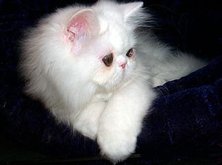 Scruftys Mini Purrl, copper eyed white female persian