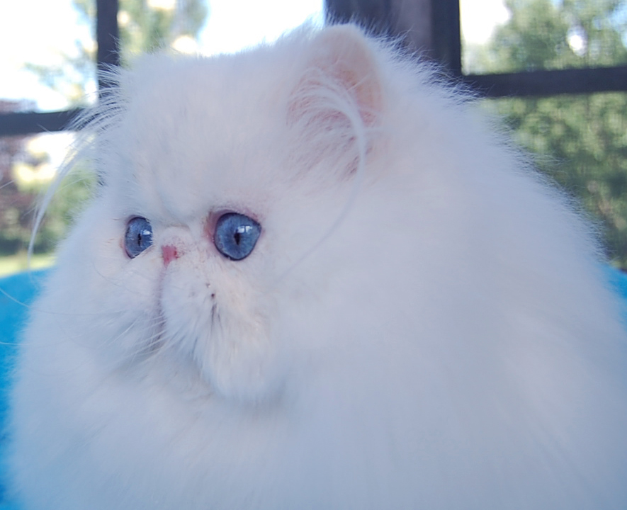 Blue Eyed White Persian