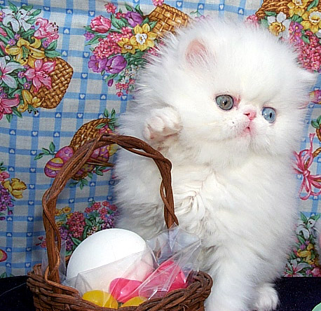 Odd-eyed white female persian