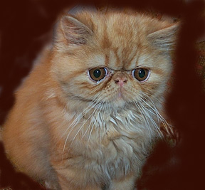 Ruby, red tabby female persian