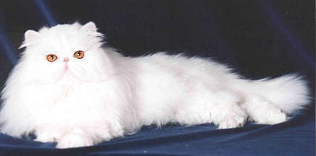 Copper Eyed White Persian