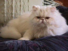 Copper Eyed White Persian