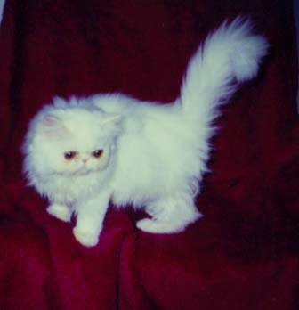 Copper Eyed White Persian