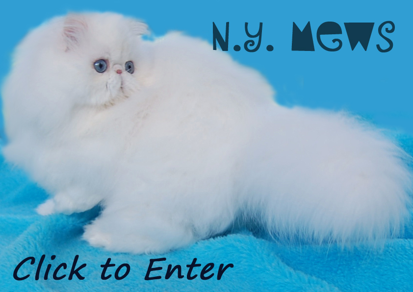 NYMews White  Persians and Himalayans kittens 